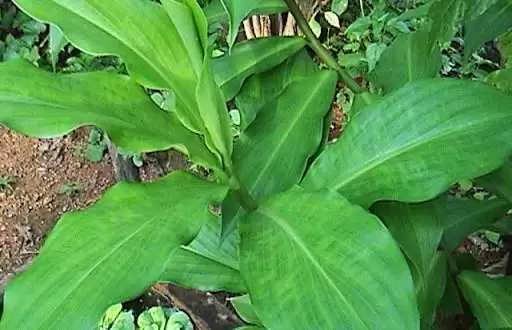 शुगर और डाइबटीज रोगियों के लिए यह पौधा रामबाण उपाय है जानिए