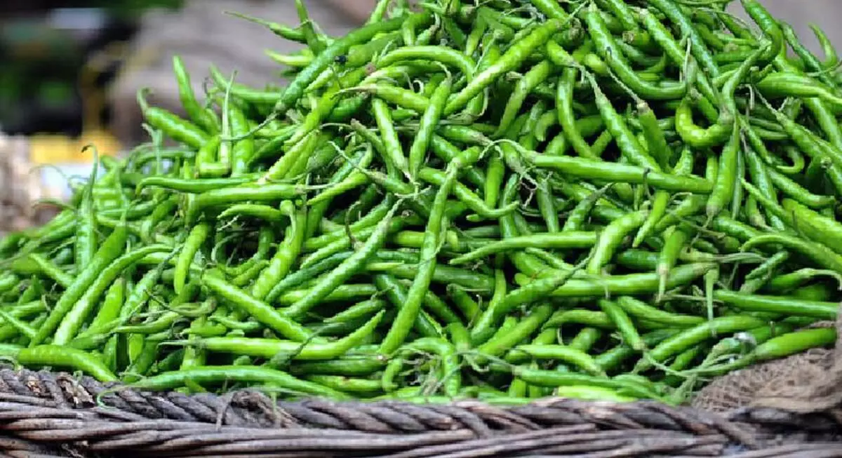 Green chilli health benefits: हरी मिर्च में होते हैं कमाल के गुण, लेकिन