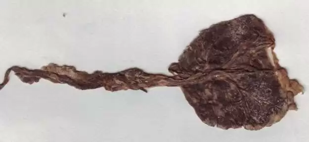 कैसे और कहाँ से प्राप्त करें शुद्ध एवं प्रामाणिक सियार सिंघी