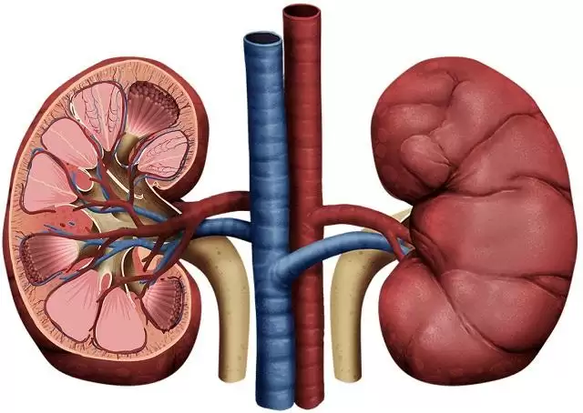 Kidney रोग के लक्षण और इलाज के जाने उपाय