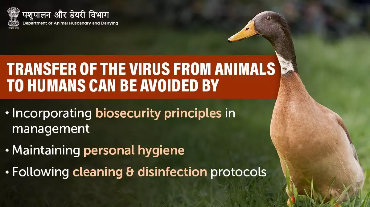 Avian Influenza Bird Flu Outbreak क्या है india में स्थिति