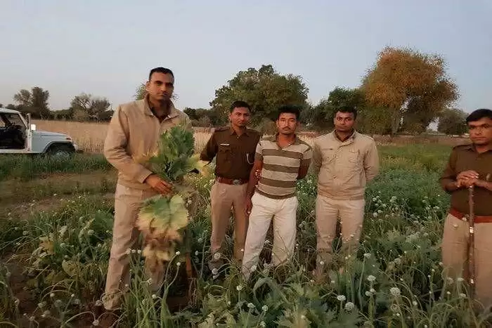 खेती प्याज की उग रहा था अफीम पुलिस ने किया गिरफ्तार