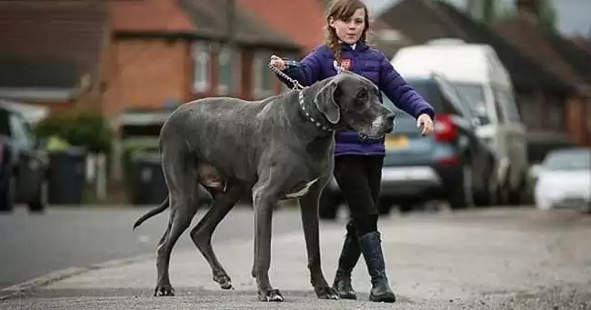 देखिये ऐसा कुत्ता जिसका वजन है छोटे हाथी के बराबर
