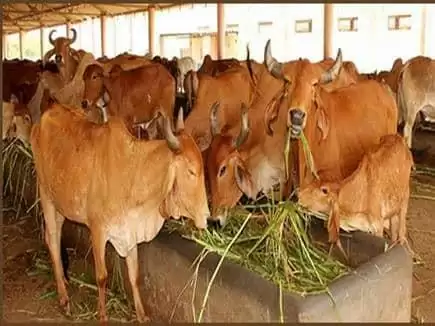 500 रुपये मिलेगा गौ भत्ता बनेगी Cow Sanctuary हर जिले में