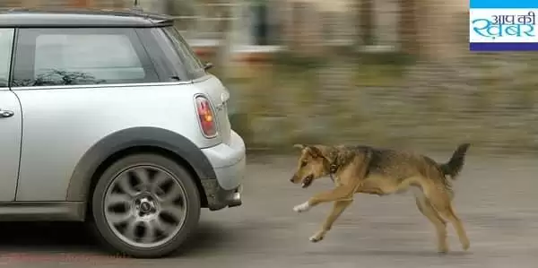 तो इस लिए कुत्ता आपकी गाडी के पीछे भागता है