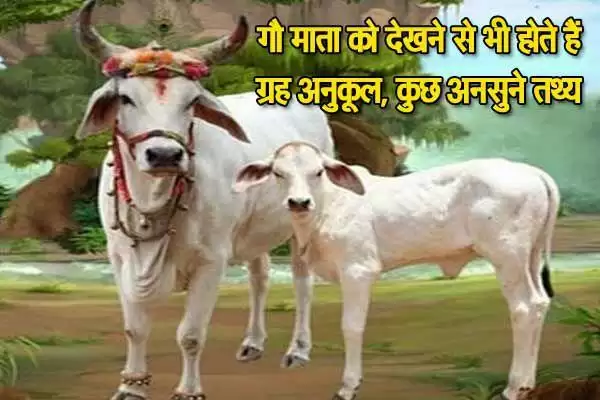 गाय से जुड़ी कुछ रोचक जानकारी, आइये जानते हैं