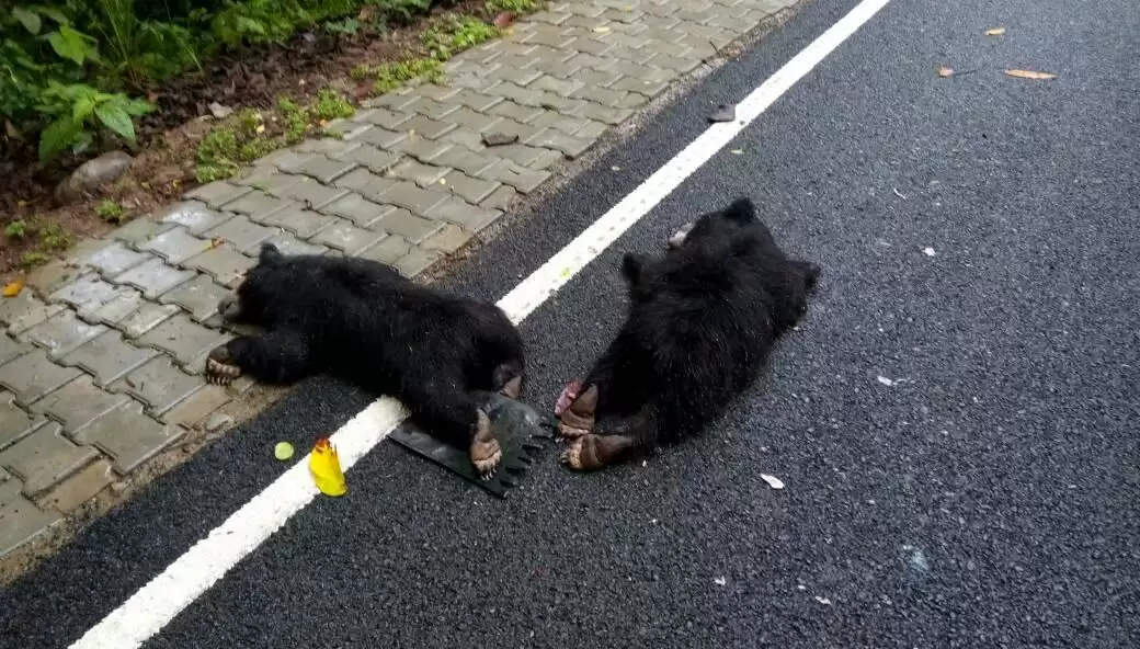 यूपी में दो भालू के बच्चों की मौत अज्ञात वाहन ने रौंदा