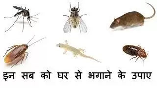 अब आपके घर में नही रुकेंगे छिपकिली, मच्छर, चीटियों,चूहे, कॉकरोच बस अपनाये ये घरेलु नुश्खे