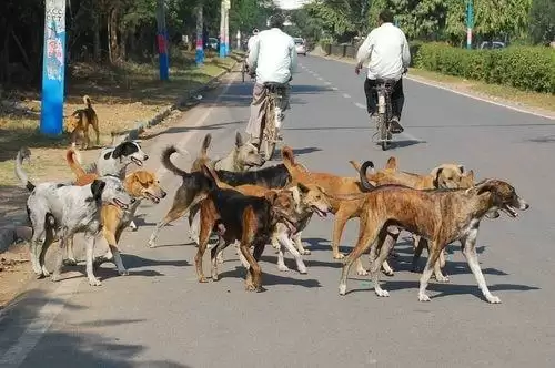 65 हजार खतरनाक कुत्तो से बचकर भाग रहे है लोग