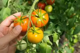 टमाटर (Tomato) महंगा होने पर नहीं होंगे परेशान Health पर कर सकता है नुक्सान