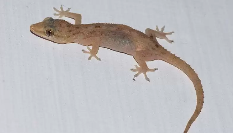 अगर आपके घर मे है छिपकली, उसकी Activity बात देगी क्या होने वाला है आपके घर मे