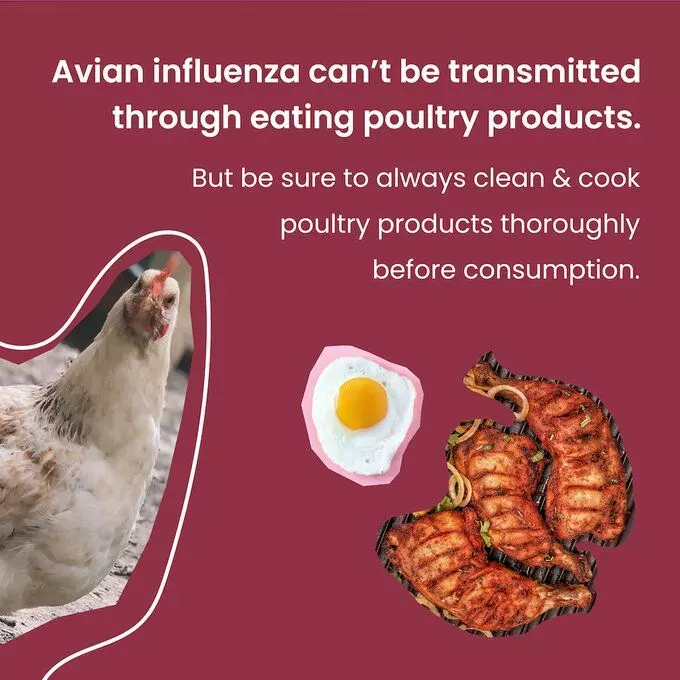 Avian Influenza क्या चिकन और अंडे खाना सुरक्षित है ? क्या कहते हैं experts
