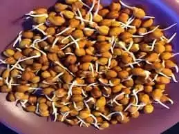 HealthTips:अंकुरित चना खाने के जाने क्या हैं फायदे