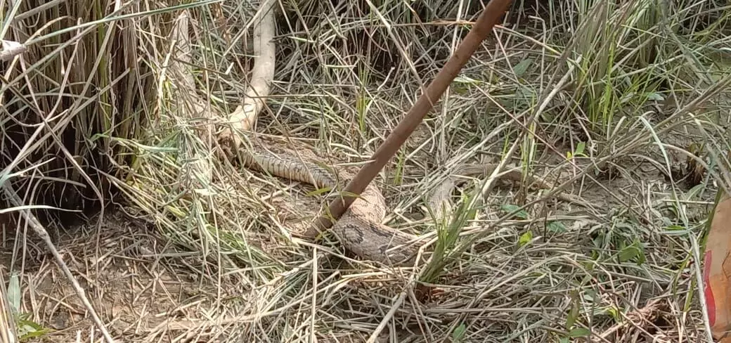 Python in Drainage ,सूखी नहर में 8 फिट लंबा अजगर निकला ,जंगल मे छोड़ा