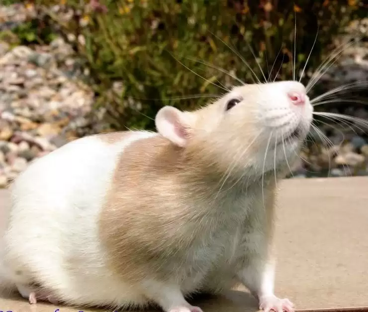 इन मन्त्रों को लिख देने भर से नहीं आयेंगे आपके घर में चूहे