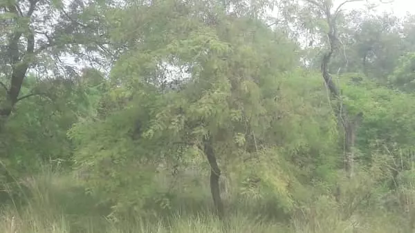 गोंडा में पाए जाने वाले इस बेशकीमती लकड़ी के हवन से मिलता है राजयोग