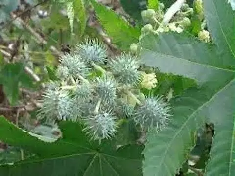 अरंडी के ये फायदे जानकर आप भी हो जायेगें हैरान