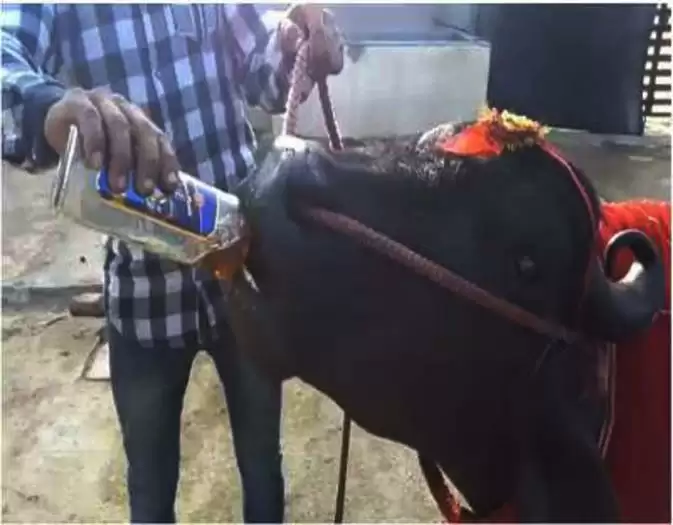21 करोड़ का भैंसा सुलतान पीता है ब्लैक डॉग और 100 पाइपर जैसी शराब