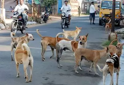 इलाहाबाद में कुत्तों का आतंक