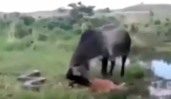 बदला लेने के लिए विशाल अनोकोंडा पर टूट पड़ी गाय, देखे वीडियो