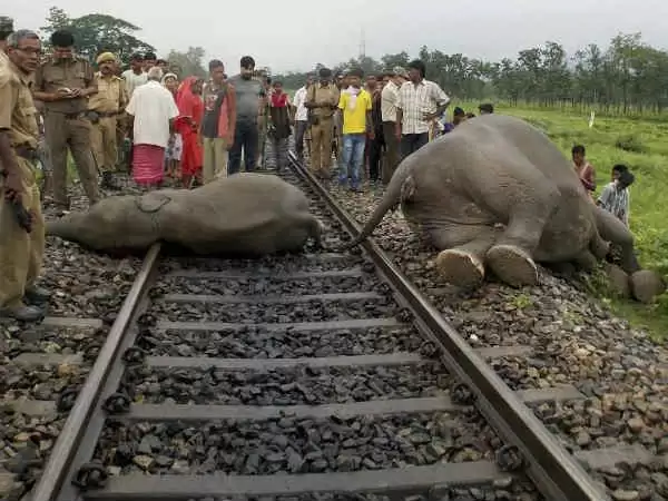 भूख मिटाने निकले हाथियों की ट्रेन से कट कर मौत
