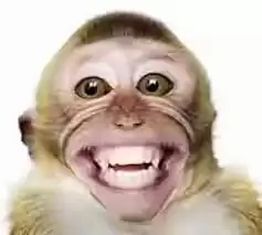 वीडियो- इस स्कूल में बंदर ने फहराया तिरंगा