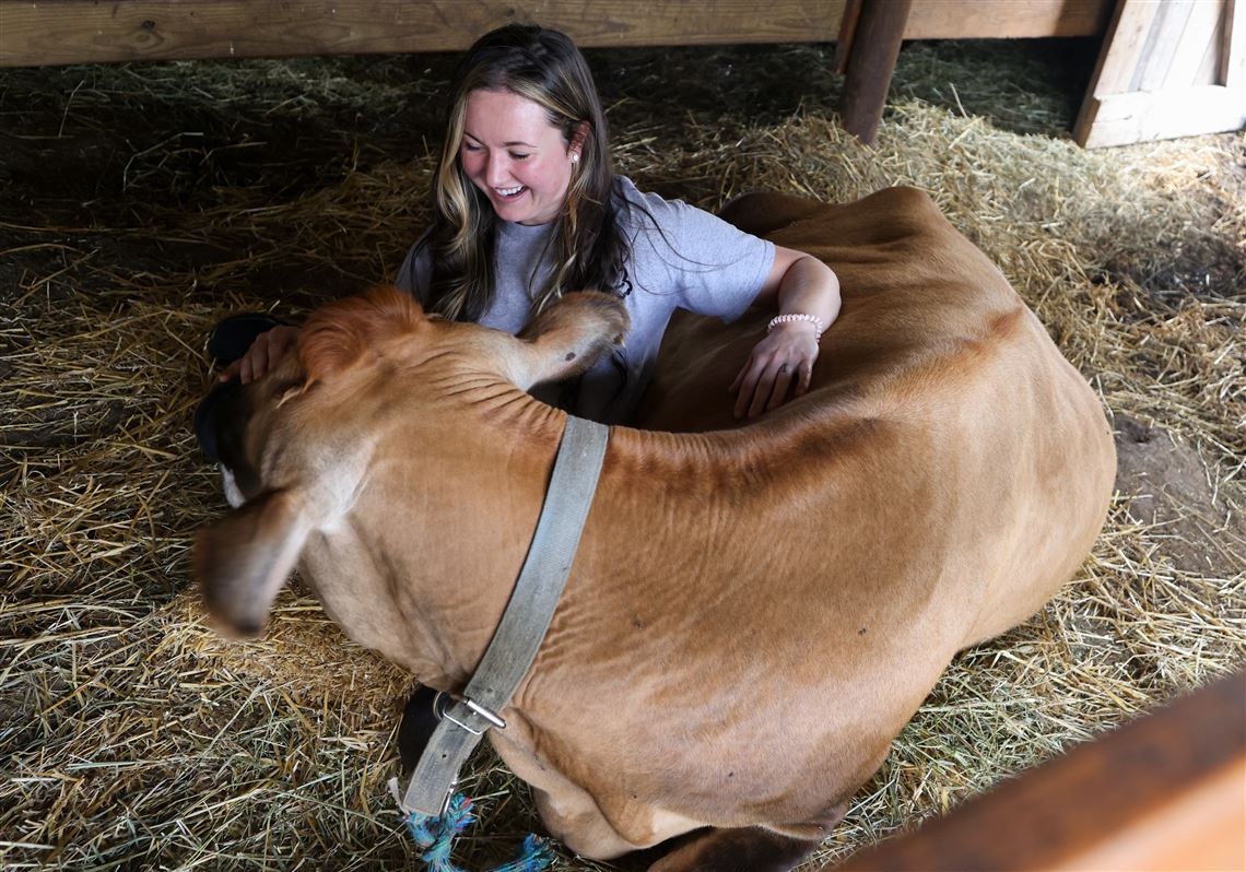  What are the benefits of cow hugging?
