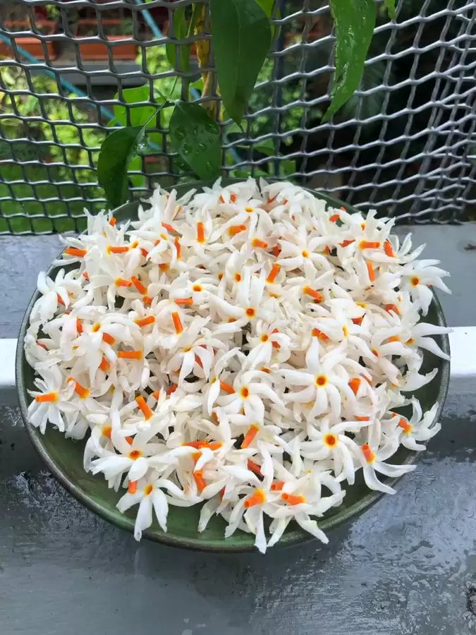 हरसिंगार