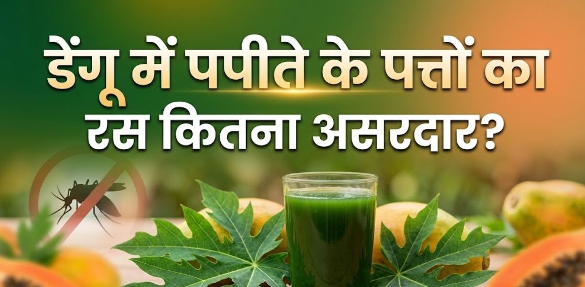 डेंगू सिर्फ प्लेटलेट्स घटने की बीमारी है? डॉ. सुशीला कटारिया के अनुसार, डेंगू के मरीजों के परिजन अक्सर अपना पूरा ध्यान केवल 'प्लेटलेट काउंट' पर लगा देते हैं, जो कि एक गलत दृष्टिकोण है।  प्राकृतिक चक्र: डेंगू के संक्रमण में प्लेटलेट्स का एक निश्चित समय पर गिरना और फिर अपने आप बढ़ना बीमारी के प्राकृतिक चक्र (Natural Cycle) का हिस्सा है। अधिकांश मामलों में, संक्रमण के 8 से 10 दिनों के भीतर प्लेटलेट्स बिना किसी बाहरी सप्लीमेंट के अपने आप सामान्य होने लगते हैं।  प्लेटलेट्स ही सब कुछ नहीं: कई बार ऐसा देखा गया है कि मरीज का प्लेटलेट काउंट स्थिर रहता है, लेकिन फिर भी उसकी स्थिति गंभीर हो जाती है। इसलिए डेंगू को केवल प्लेटलेट्स की बीमारी समझना सबसे बड़ी भूल है।  डेंगू का असली इलाज क्या है? चिकित्सकीय विज्ञान के अनुसार, डेंगू का कोई खास एंटी-वायरल इलाज नहीं है। इसका उपचार पूरी तरह 'सिम्पटोमैटिक' (लक्षणों के आधार पर) होता है। अस्पताल या घर पर देखभाल के दौरान सबसे महत्वपूर्ण बातें निम्नलिखित हैं:  हाइड्रेशन (तरल पदार्थ): डेंगू में सबसे जरूरी है शरीर में पानी की कमी न होने देना। मरीज को लगातार ओआरएस (ORS), नारियल पानी, सूप और पर्याप्त पानी देना चाहिए।  उचित आराम और दवा: मरीज को भरपूर आराम की जरूरत होती है। बुखार को नियंत्रित करने के लिए डॉक्टर की सलाह पर ही दवाएं दी जानी चाहिए।  लक्षणों की कड़ी निगरानी: यदि मरीज में लगातार उल्टी होना, पेट में तेज दर्द, मसूड़ों या नाक से खून आना, सांस लेने में दिक्कत या अत्यधिक कमजोरी जैसे 'वॉर्निंग साइंस' (खतरे के संकेत) दिखें, तो तुरंत अस्पताल भागना चाहिए।  पपीते के पत्तों का रस पीने के 3 बड़े नुकसान डॉ. कटारिया ने सचेत किया है कि बिना डॉक्टरी सलाह के अत्यधिक मात्रा में पपीते के पत्तों का गाढ़ा रस पीना मरीज के लिए उल्टा भारी पड़ सकता है:  गैस्ट्राइटिस और पेट में जलन: डेंगू के संक्रमण के कारण मरीजों को पहले से ही एसिडिटी और पेट में जलन की शिकायत होती है। पपीते के पत्तों का कड़वा और गाढ़ा रस इस जलन को बढ़ाकर गंभीर गैस्ट्राइटिस का रूप दे सकता है।  जी मिचलाना और उल्टी: इसकी खुराक और शुद्धता का कोई वैज्ञानिक मापदंड (Standard Dosage) तय नहीं होता है। अत्यधिक कड़वेपन के कारण मरीज को लगातार उल्टियां हो सकती हैं, जिससे शरीर का हाइड्रेशन लेवल और बिगड़ जाता है।  अस्पताल जाने में देरी का जोखिम: सबसे खतरनाक बात यह है कि लोग इस रस के भरोसे घर पर बैठे रहते हैं, जिससे सही डॉक्टरी इलाज मिलने में देरी हो जाती है और स्थिति जानलेवा बन जाती है।  विशेषज्ञ की अंतिम राय: 'इलाज' नहीं, केवल 'सप्लीमेंट' चिकित्सकों का स्पष्ट कहना है कि पपीते के पत्तों के रस को अधिकतम एक 'सपोर्टिव सप्लीमेंट' (सहायक विकल्प) माना जा सकता है, न कि डेंगू का मुख्य 'इलाज'। इस विषय पर वैज्ञानिक अभी भी शोध कर रहे हैं। डेंगू से सुरक्षित रहने का एकमात्र तरीका समय पर सही पहचान, निरंतर डॉक्टरी निगरानी और शरीर में पानी का सही स्तर बनाए रखना है। किसी भी अनप्रमाणित नुस्खे पर आंख मूंदकर भरोसा करने से बचें।