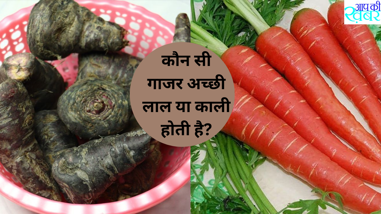 Which color carrot is the healthiest? कौन सी गाजर अच्छी है लाल या काली होती है जानिए 