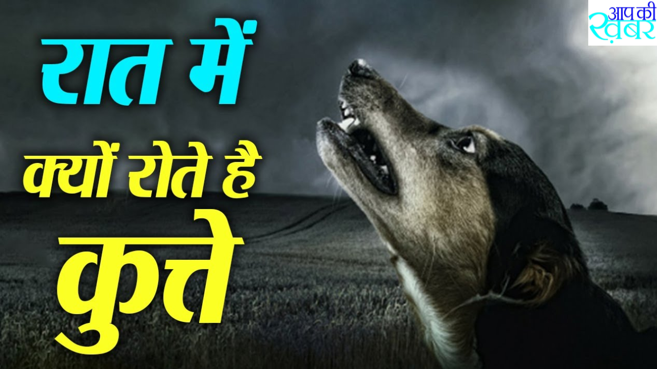 What happens if dogs cry at night? Dogs CRY at night रात में ऐसा क्या हो जाता है कि रोने लगते हैं कुत्ते क्या आप जानते हैं इसकी असल वजह ये है बड़ा राज?