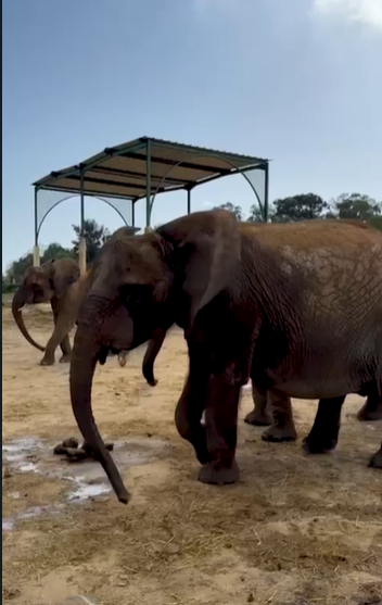 दिवाली पर &lsquo;वनतारा&rsquo; ने बचाए तीन अफ्रीकी हाथी&nbsp;