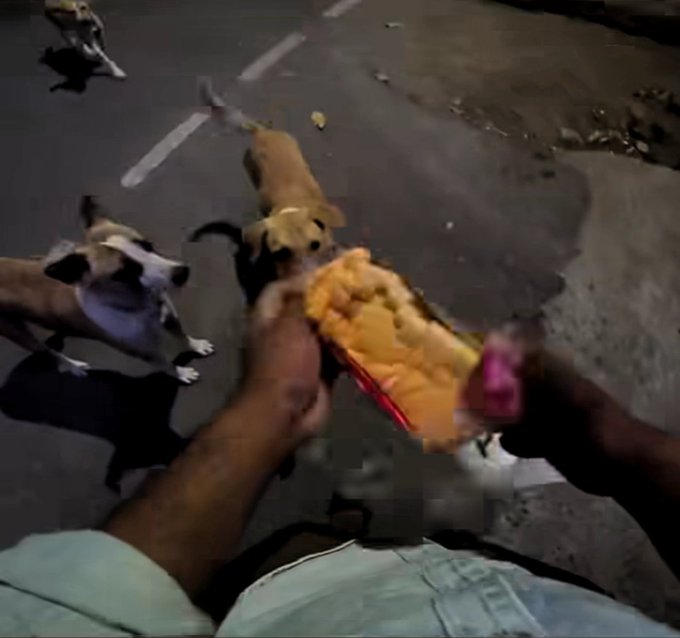 इंसानियत की मिसाल: जब एक डिलीवरी बॉय और अनजान महिला ने मिलकर मिटाई बेजुबानों की भूख