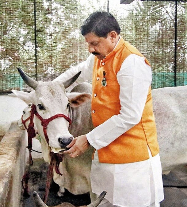 Cow, Govind and Gaushala: Madhya Pradesh's new initiative from culture to prosperity