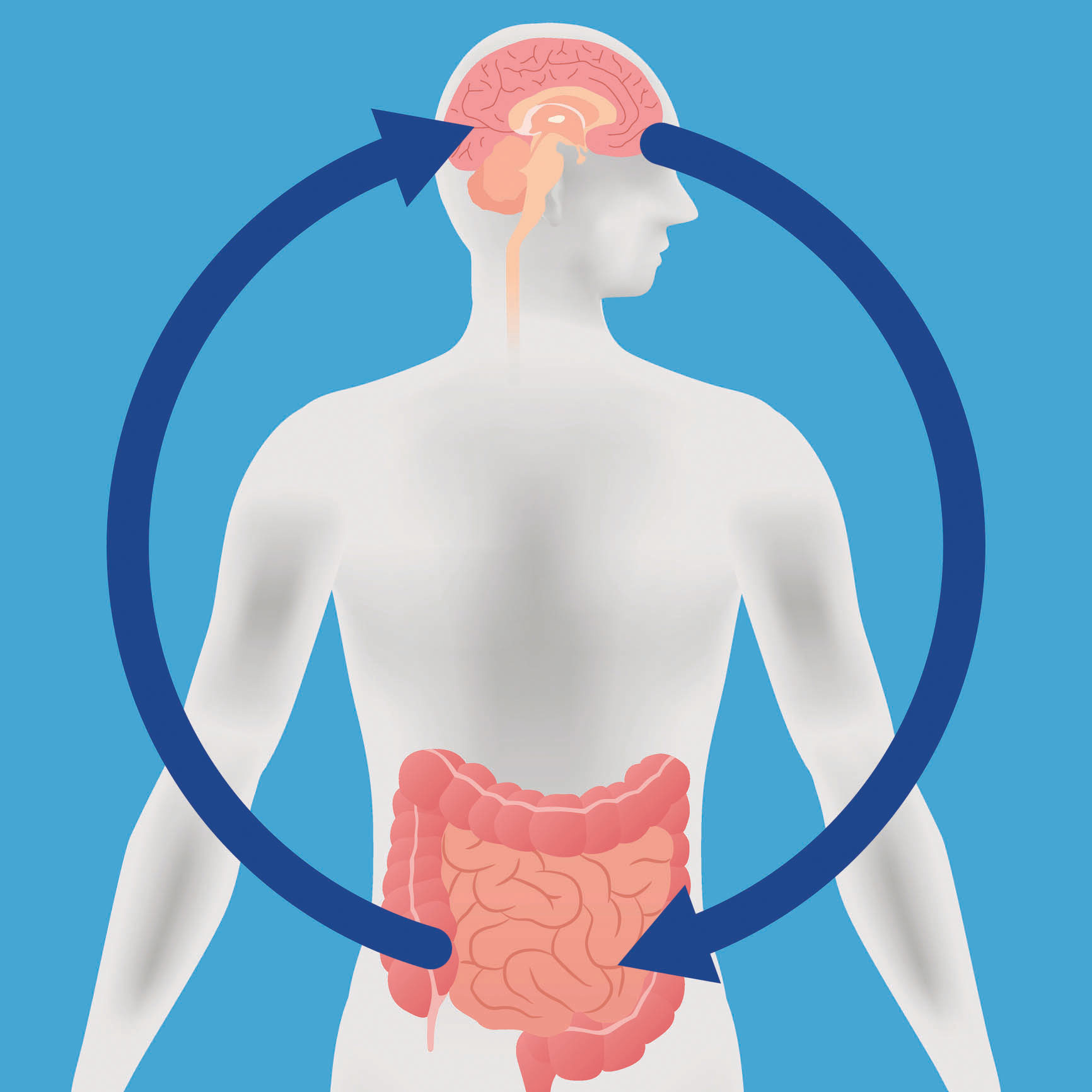 How Are The Brain And Stomach Connected