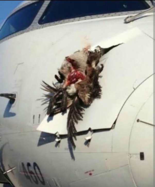 Know why chickens are thrown on airplane engines