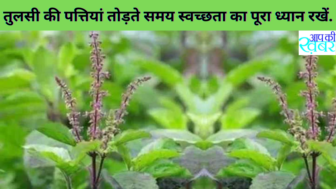 TULSI