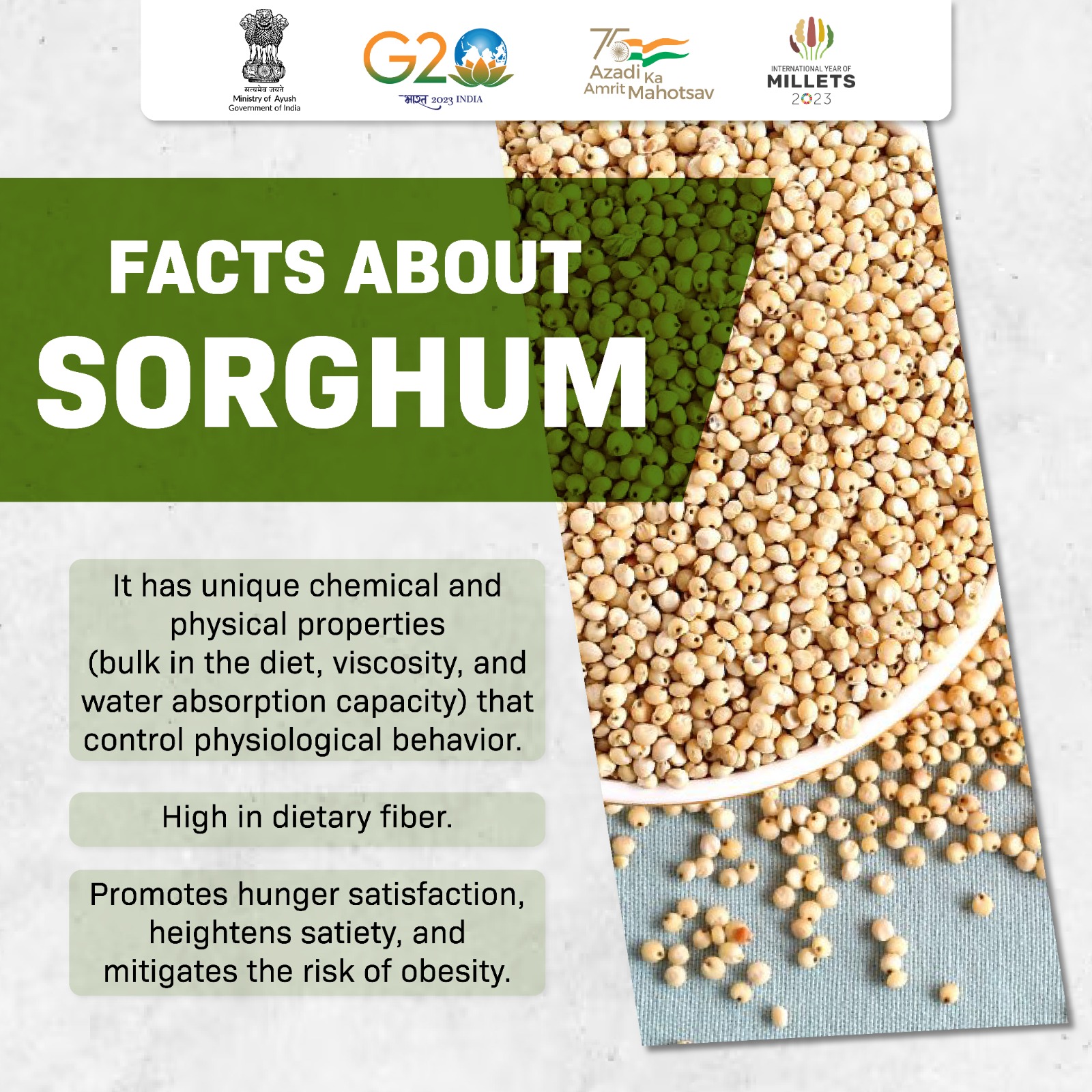 Facts about sorghum.