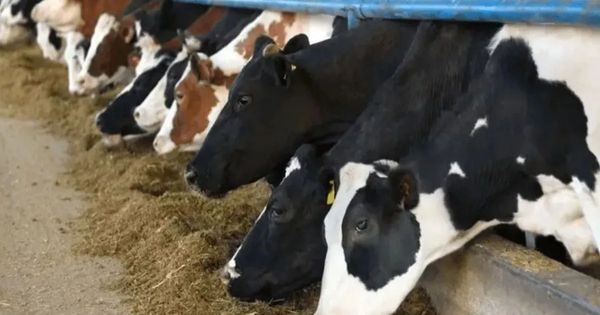 प्रधानमंत्री जन औषधि केन्द्र की तर्ज पर हर विकास खण्ड में खुलेंगे पशु औषधि केन्द्र