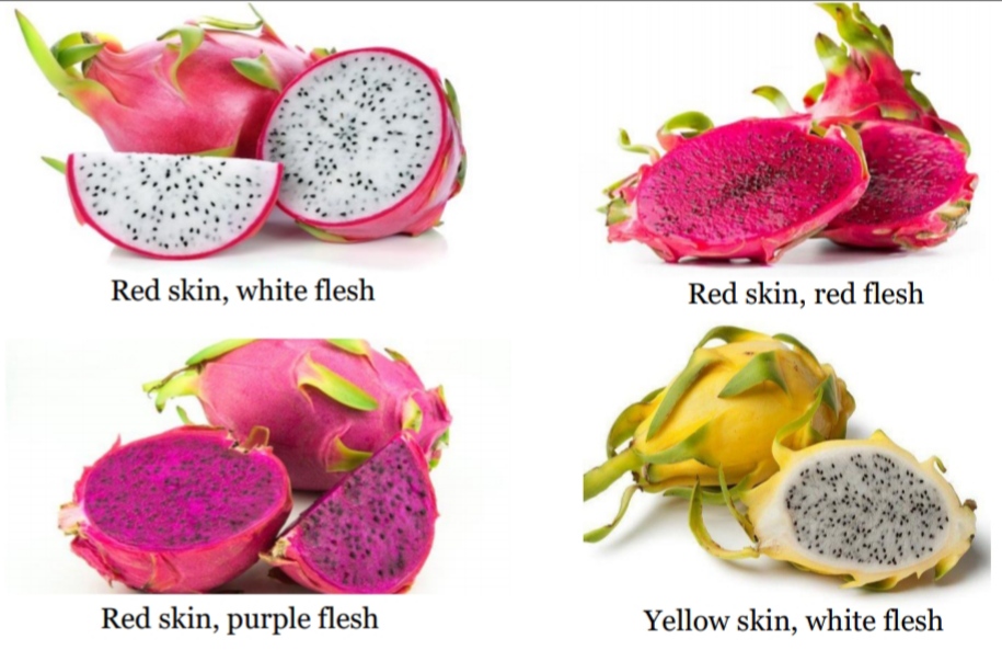 dragon fruit