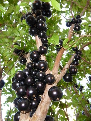 Jabuti Kaba Fruit