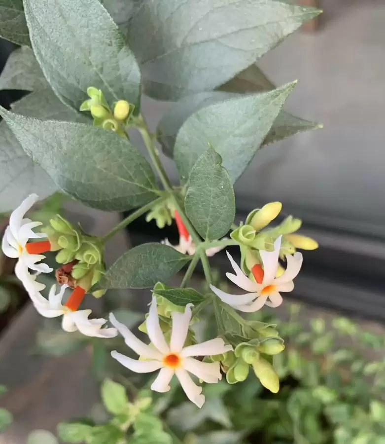 हरसिंगार