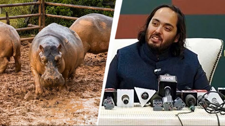 A Mission of Mercy: Anant Ambani Appeals to Colombia to Save 80 Hippos, Offers Lifelong Sanctuary at Vantara