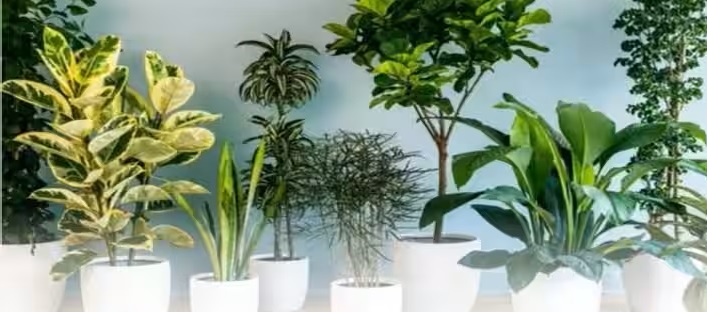 Vastu Tips for Home Plants:&nbsp;घर में पौधे लगाते समय भूलकर भी न करें ये 5 वास्तु गलतियां, वरना छा सकती है कंगाली और मायूसी