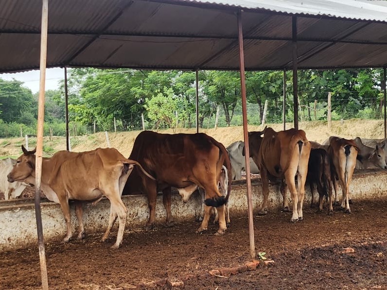 प्रदेश के 5446 गो-आश्रय स्थलों में 7592 सीसीटीवी कैमरे, योगी सरकार ने निगरानी को बनाया हाईटेक