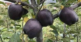 Know where Block Apple is found