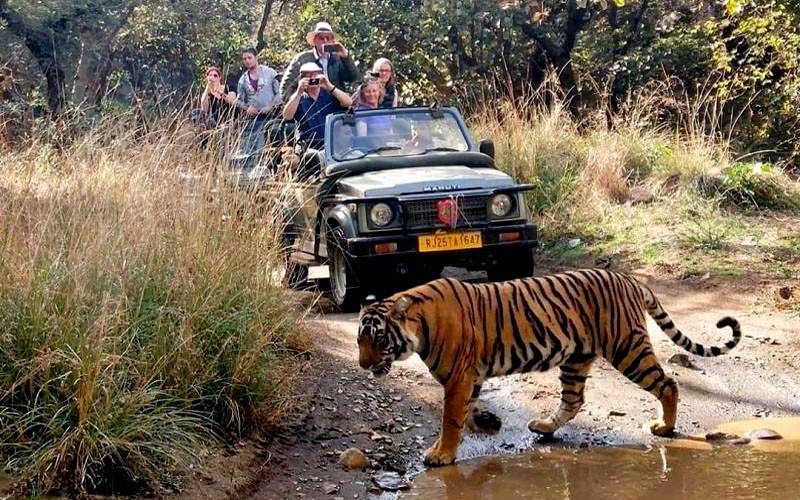  How To Reach Ranthambore National Park | Travel News In Hindi