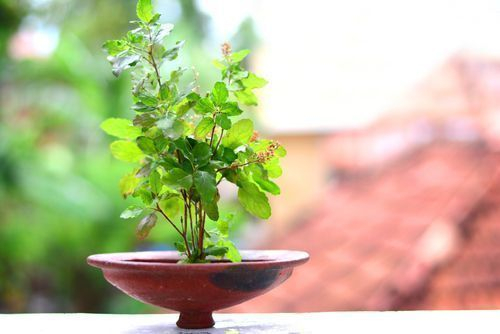 Know in which things Tulsi is used
