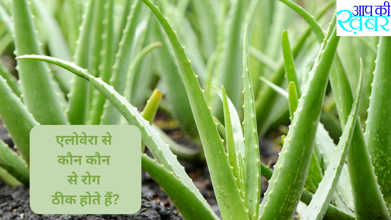 Which diseases are cured by aloe vera? What are the benefits of aloe