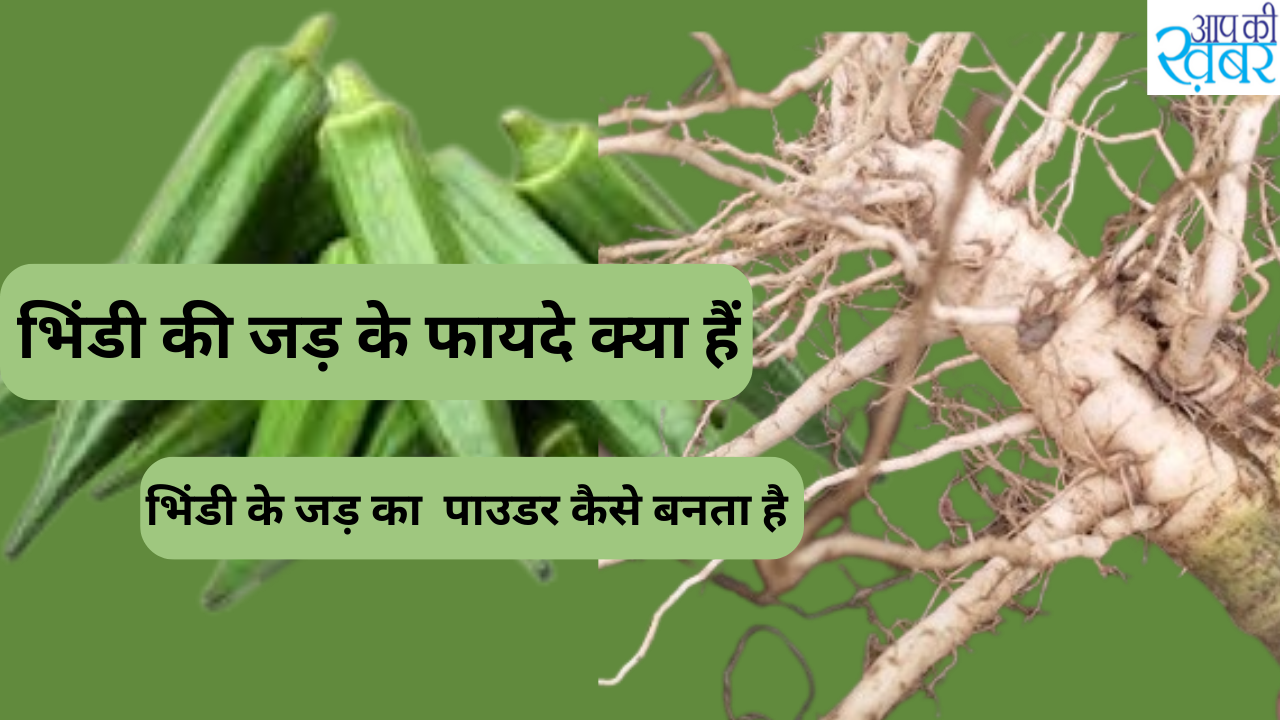 Bhindi Ke Jad Fayde : What are the benefits of eating okra root? 